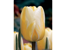 �� ���� ���� 92,4 ������.