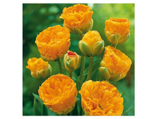 ���� ����� �� ��������� (��������) ���� 92,4 ���.