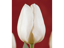 ����� ���� 115,5  ���.