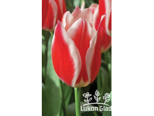 ����� ��� ������ ���� 138,6 ���.