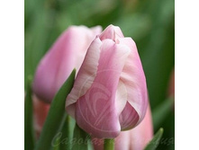 �������� ���� 100,1 ���.