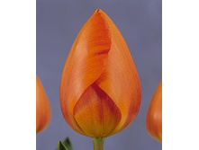 ������� ��� ���� 138,6 ���.