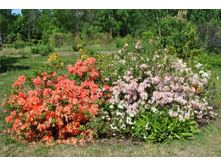 �����é������