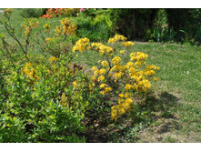 �����é������