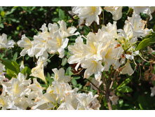 �����é�����