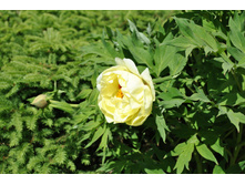 ����������� ����