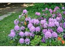 �����é�����