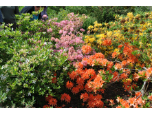 �����é�����