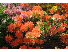 �����é�����