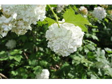 ������������ ������ ���������