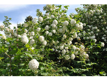 ������������ ������ ���������