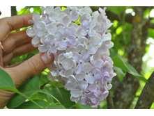 ������ �����