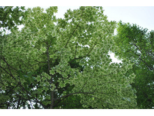 ������������� ����