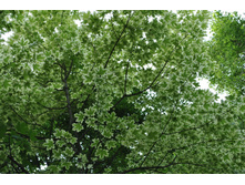 ������������� ����