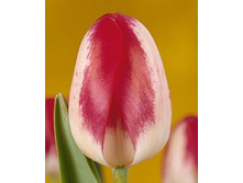 ������� ���� 123,2 ���.