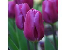 ����� ����� ���� 100,1 ���.