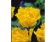 ��� ���� 177,1 ���.jpg