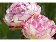 ���� ��� 269,5 ���.jpg