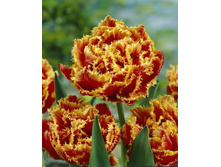 ���� ���� 207,9 ���.jpg