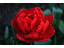 ������ 100,1 ���.jpg