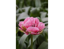 ������� 115,5 ���.jpg