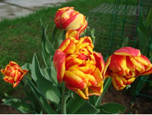 ������� 110 ���.jpg