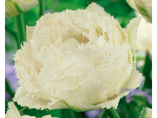 ���� ������� 192,5 ���.jpg