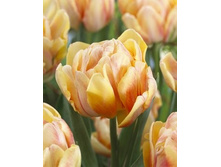 ����� �������� 161 ���.jpg