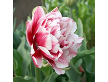 ������� 115,5 ���.jpg