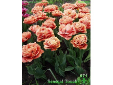 ������� ��� 184,8 ���