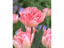 �������� 111,65 ���.jpg