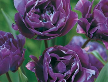 ��� ������� 115,5 ���.jpg