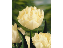 ������ 100,1 ���.jpg