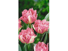 ��� ������� 161,7  ���.jpg