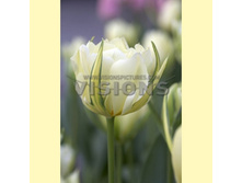 ������� ��������� 115,65 ���.jpg