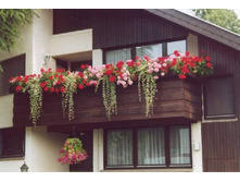 4899-18346465-Balkonblumen01.jpg