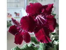 DS-�������