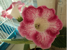 ��������� Tiger Red