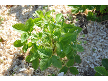 ����� ���������