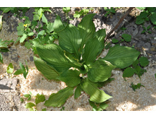 ����� �������