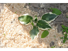 ����� �������