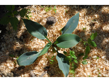 ����� <<CANADIAN BLUE>> (�������� ���)