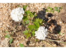 ������ ���������