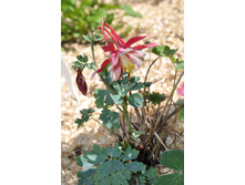 ��������� ��������� ������