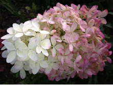 ��������� ����������� ������.jpg