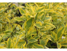 ����� �����.jpg