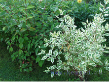 ����� �������������.JPG