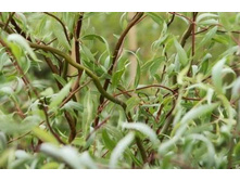 ��� ������������ ���������� II.jpg