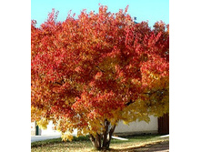 ���� �������.jpg