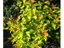 ������������� ������������� ������.jpg